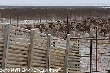 На антипаютинском убойном комплексе уже заготовлено около 70 тонн оленины