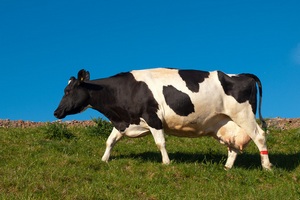 Коров теперь можно пасти и на морском побережье Эстонии