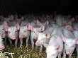 Мясокомбинат в Забайкалье вложит 335 млн руб в линию по забою овец и свиней до 2013 года