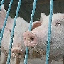 В Липецкой области откроется первая площадка крупного свинокоплекса