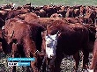 В Грибановском районе разводят калмыцкую породу коров