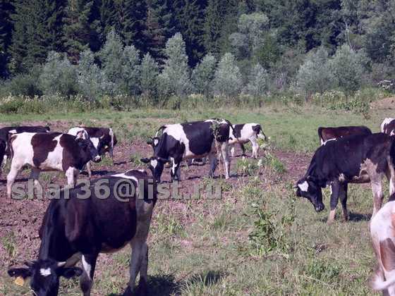 КРС Чернопестрый телки,нетели,коровы дойные