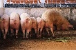 С 2007 года производство свинины в Калининградской области возросло в 10 раз