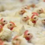 Моор сообщил о начале восстановления «Боровской» птицефабрики в феврале