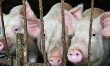 Томский агрохолдинг привлечет 80% заемных средств на стройку свинокомплекса в Красноярске