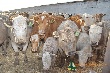 В Кыргызстане представили генетически улучшенный крупнорогатый скот для местных условий В Кыргызстане представили генетически улучшенный крупнорогатый скот для местных условий