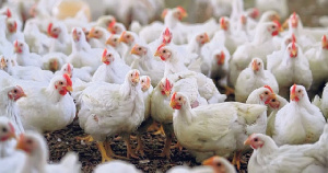 Компания «БиоТех Тугузлы» представила проект птицеводческого комплекса