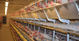 В 2020 году Рефтинская птицефабрика планирует удвоить объем экспорта