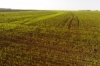 Мелкие фермерские хозяйства - спасение от глобального голода - ФАО