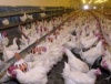 Ряд птицефабрик Дагестана находится в упадке