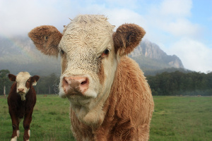 Объемы производства говядины в Австралии упали до минимума