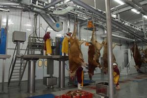 Крупнейшая в Армении скотобойня открылась в Араратской области Крупнейшая в Армении скотобойня открылась в Араратской области