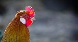 РФ в 2006-2012 гг увеличила производство мяса птицы в 2,6 раза - Росптицесоюз