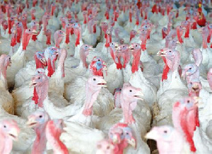 В Удмуртии увеличат производство мяса индейки