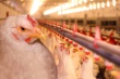 РФ снизила импорт мяса птицы из США на 40%