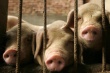 Ликвидация свиней в Латвии: правительство повышает ставки