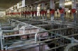 Великолукский свиноводческий комплекс заработает на полную мощность в июле