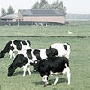 Казахстан: Гаджеты для скотины