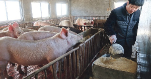 Правительство КНР запустило программу восстановления свиноводства