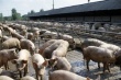 "Прибалтийская мясная компания" построит комплекс по производству свинины за 1,5 млрд рублей