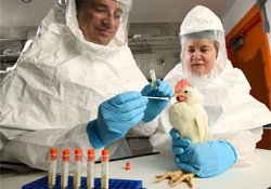 В Ростовской области начата сплошная вакцинация птицы против птичьего гриппа