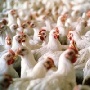 Иловайскую птицефабрику перепрофилируют на производство мяса бройлеров