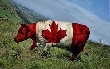 Правительство Канады поддержит скотоводческий сектор новыми крупными субсидиями