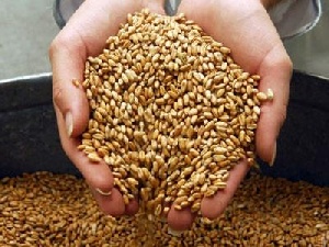 Минсельхоз РФ прогнозирует экспорт зерна в этом году в 28-30 млн тонн