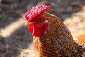 Канадская ферма “Balbeck получает прибыль от птицеводства, сдавая кур в аренду
