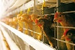 Испанского поставщика оборудования винят в гибели 400 тысяч кур на Синявинской птицефабрике