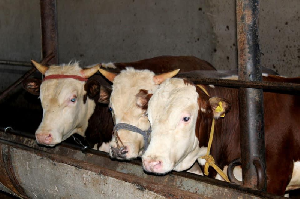 Более 11 тысяч тонн мяса произведено в Ордабасинском районе  