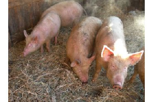 Амурским свиноводам выплатят 8 миллионов рублей за уничтоженное поголовье