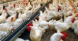 Поголовье птицы в Тамбовской области приблизилось к 16 млн