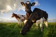 Китай открывает рынок для поставок живого скота и говядины из Чили