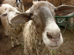 Биологи прочитали геном овцы