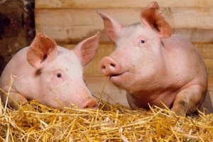  Производство мяса в Приморье в январе-феврале выросло на 28,6% с вводом свинокомплекса