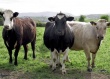 Частные подворья Приамурья теряют поголовье крупнорогатого скота