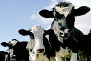 За 15 лет Украина потеряла 60% крупного рогатого скота