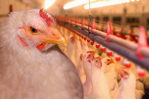 За полгода в России произведено 2,2 млн тонн мяса птицы За полгода в России произведено 2,2 млн тонн мяса птицы