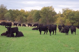 Мнение: для увеличения экспорта казахстанской продукции необходимо изменить подходы в организации мясного скотоводства