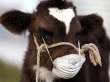 В Саратовской области ликвидирован очаг бруцеллеза крупного и мелкого рогатого скота