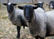 За романовскими овцами к оренбургскому фермеру встают в очередь