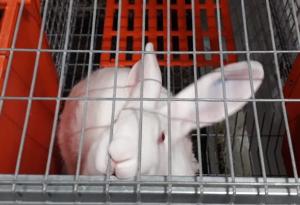 В Ленинградской области открылась кролиководческая ферма «Волховский кролик»