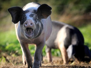 В Беларуси планируют уменьшить пятикилометровые зоны вокруг свинокомплексов