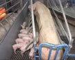 В Усть-Лабинском районе за миллиард рублей построят свиноферму