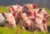 Чужая свинина в Курске под запретом