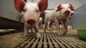 В Новосибирской области в ноябре запустят третью очередь крупного свинокомплекса