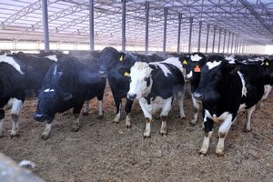 Мэр Баяндаевского района Иркутской области заявил о падеже скота в муниципалитете из-за отсутствия кормов Мэр Баяндаевского района Иркутской области заявил о падеже скота в муниципалитете из-за отсутствия кормов
