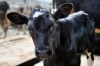 Пермский минсельхоз: Край полностью обеспечит себя молоком и мясом