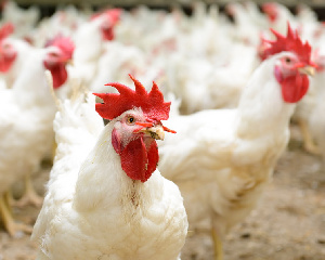 Агрохолдинг «Дороничи» займется птицеводством